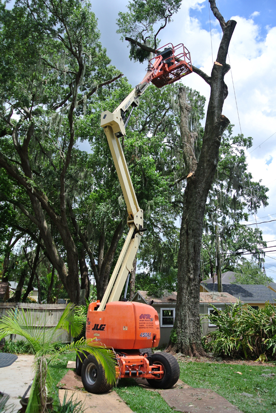 Ny, FL Springs vestal tree removal Winter