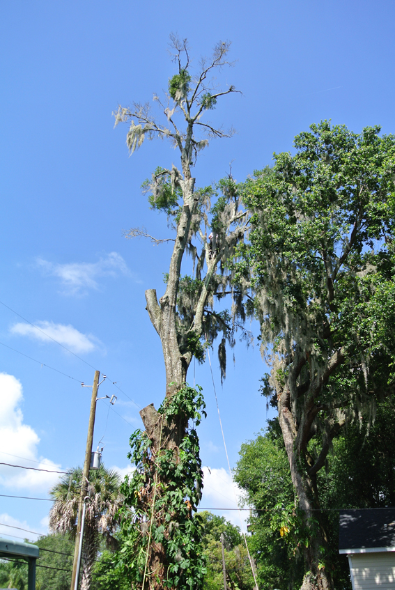 tree felling centurion, Tavernier FL