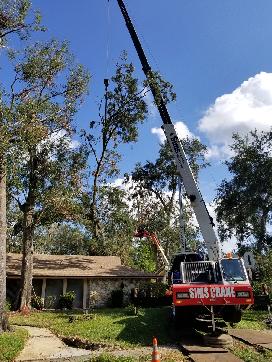 Tree removal winston salem, Orlando FL