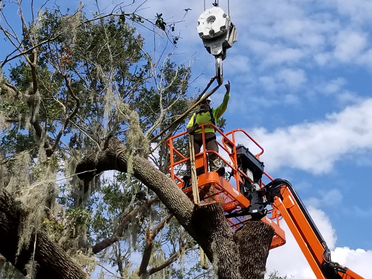 fl service tree removal orlando